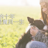 petadore寵愛