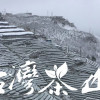 台灣梨山高冷烏龍茶茶包